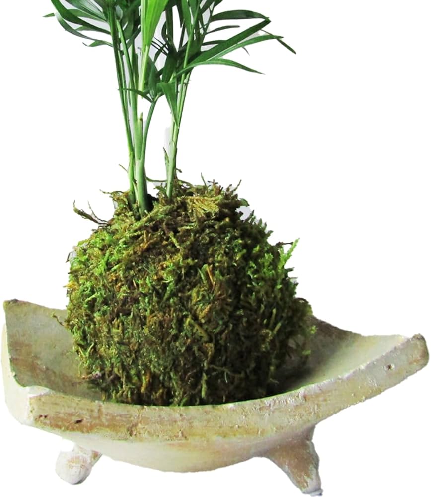 販売再開☆完全品/ハイ苔5年物5個セット/庭や苔玉/厚約2cm/長47幅32 販売再開☆完全品/ハイ苔5年物5個セット/庭や苔玉/厚約2cm/長47幅32